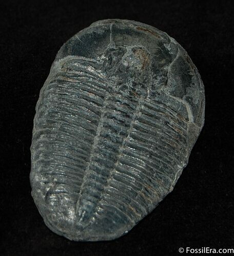 Big Inch Loose Elrathia Trilobite #166